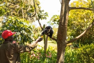 Tea Farm From Nairobi (Kiambethu)