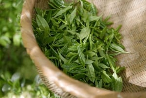 Tea Farm From Nairobi (Kiambethu)