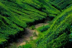 Tea Farm From Nairobi (Kiambethu)