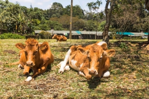 Tea Farm From Nairobi (Kiambethu)