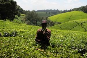 Tea Farm From Nairobi (Kiambethu)