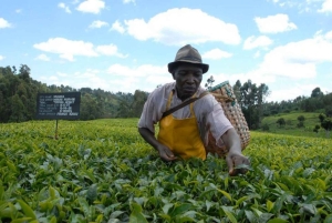 Tea Farm From Nairobi (Kiambethu)