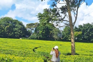 Tea Farm From Nairobi (Kiambethu)