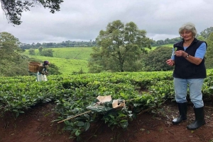 Tea Farm From Nairobi (Kiambethu)