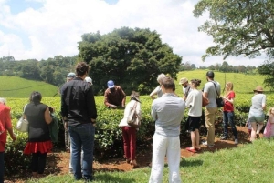 Tea Farm From Nairobi (Kiambethu)