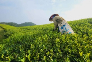 Tea Farm From Nairobi (Kiambethu)