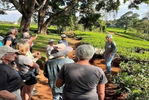 Tea Farm From Nairobi (Kiambethu)