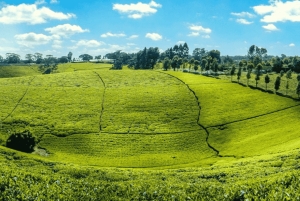 Tea Farm From Nairobi (Kiambethu)