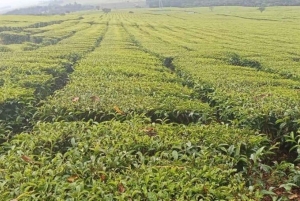 Tea Farm From Nairobi (Kiambethu)
