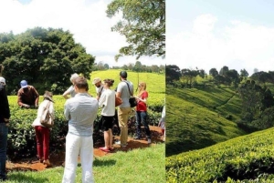 Tea Farm From Nairobi (Kiambethu)