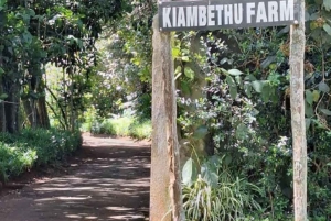 Tea Farm From Nairobi (Kiambethu)