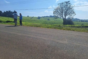 Tea Farm From Nairobi (Kiambethu)