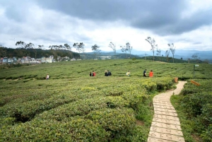Tea Farm From Nairobi (Kiambethu)