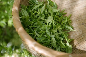 Tea Farm From Nairobi (Kiambethu)