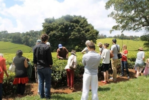 Tea Farm From Nairobi (Kiambethu)