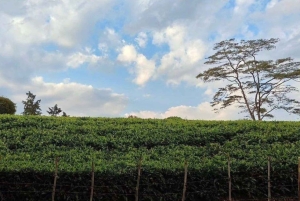 Tea Farm From Nairobi (Kiambethu)