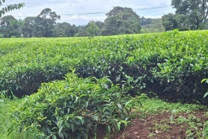 Tea Farm From Nairobi (Kiambethu)