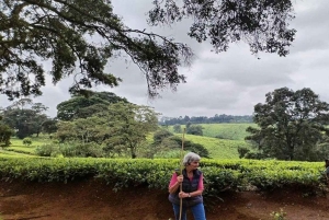Tea Farm From Nairobi (Kiambethu)