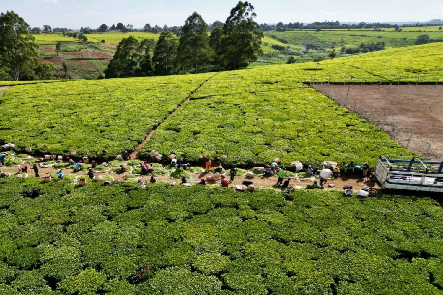 Tea Farm Tour From Nairobi (Kiambethu).