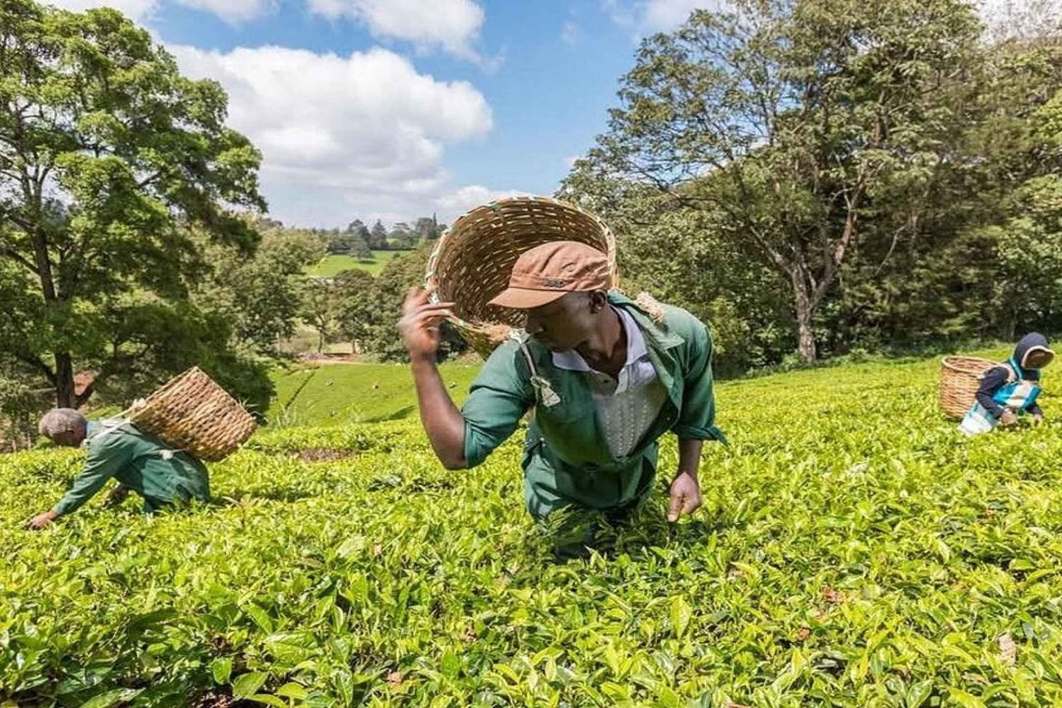 Te-gårdstur fra Nairobi (Kiambethu).
