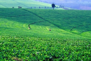 Tea Farm Tour From Nairobi (Kiambethu)