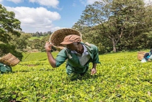 Tea Farm Tour From Nairobi (Kiambethu)