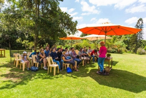 Tea Farm Tour From Nairobi (Kiambethu)