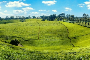 Tea Farm Tour From Nairobi (Kiambethu)