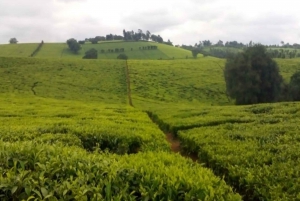 Tea Farm Tour From Nairobi (Kiambethu)