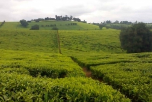 Tea Farm Tour From Nairobi (Kiambethu)