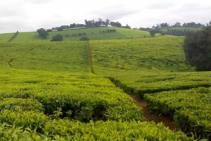 Tea Farm Tour From Nairobi (Kiambethu)