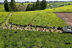 Tea Farm Tour From Nairobi (Kiambethu)