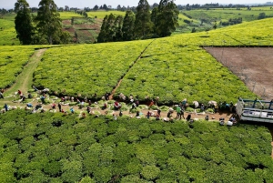 Tea Farm Tour From Nairobi (Kiambethu)