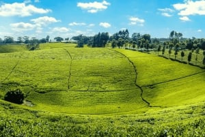 Visite d'une ferme de thé depuis Nairobi (Kiambethu).
