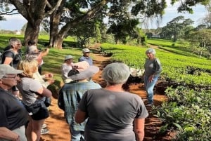 Te-gårdstur fra Nairobi (Kiambethu).