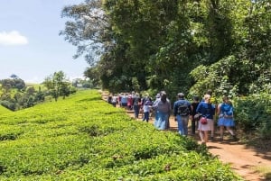 Te-gårdstur fra Nairobi (Kiambethu).