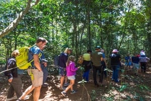 Te-gårdstur fra Nairobi (Kiambethu).