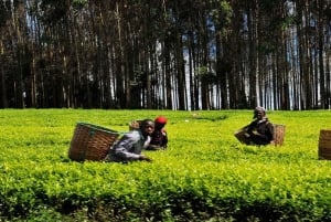 Te-gårdstur fra Nairobi (Kiambethu).