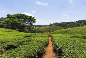 Te-gårdstur fra Nairobi (Kiambethu).