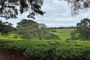 Te-gårdstur fra Nairobi (Kiambethu).