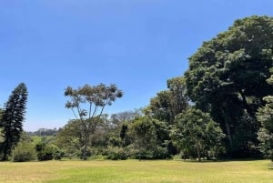 Te-gårdstur fra Nairobi (Kiambethu).