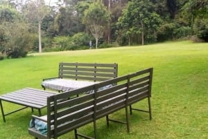 Te-gårdstur fra Nairobi (Kiambethu).