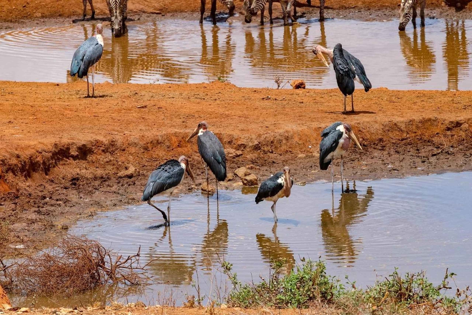 De beste privé-safari's met overnachting naar Amboseli National Park