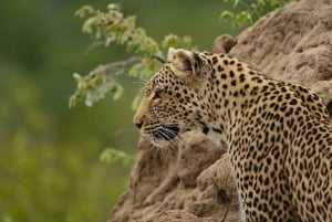 アンボセリ国立公園への最高の宿泊付きプライベートサファリ
