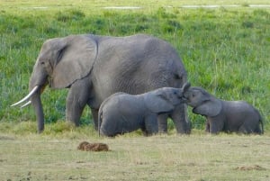 アンボセリ国立公園への最高の宿泊付きプライベートサファリ