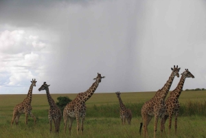 De beste privé-safari's met overnachting naar Amboseli National Park