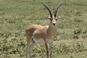 De beste privé-safari's met overnachting naar Amboseli National Park