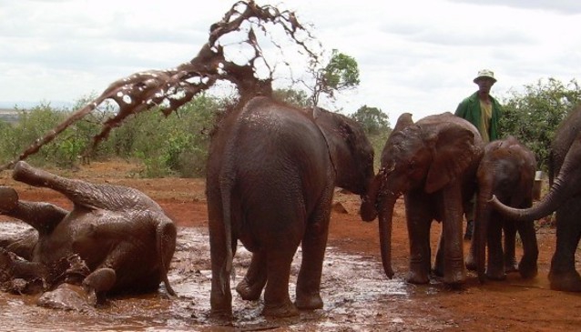 The Elephant Orphanage