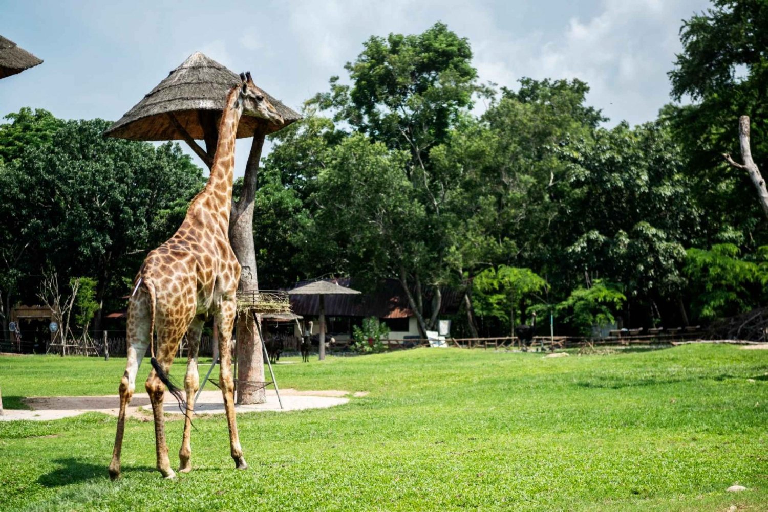 Il safari dell'incontro con la giraffa
