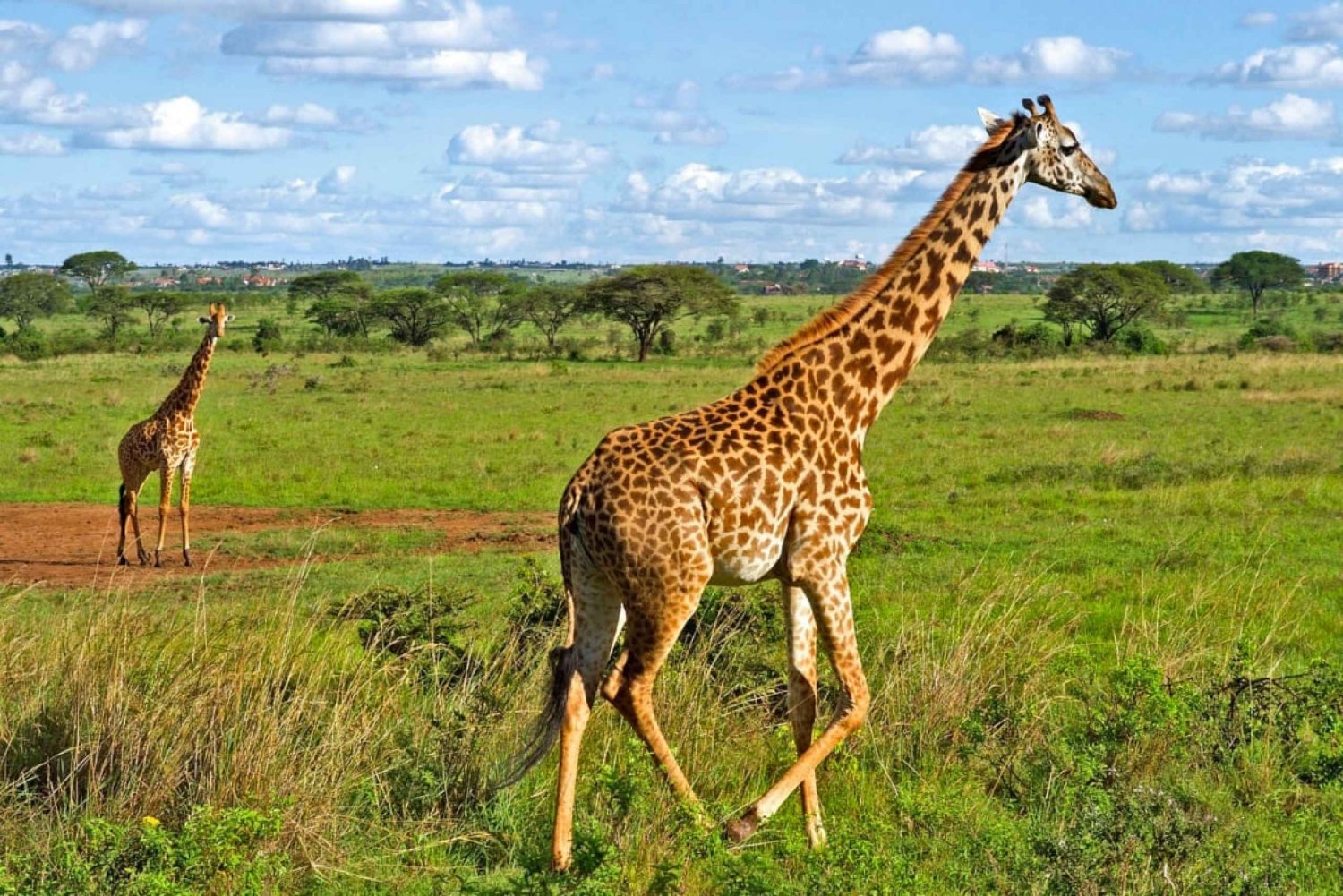 The Nairobi National Park in Kenya